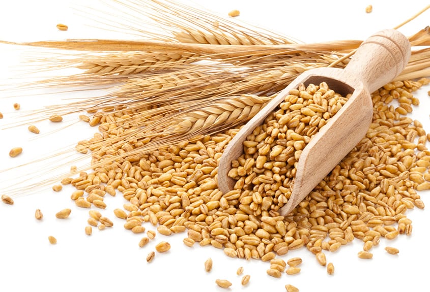 گندم ۲۵۲ دلاری اوکراینی زیر سایه اختلالات حمل و نقل روسیه