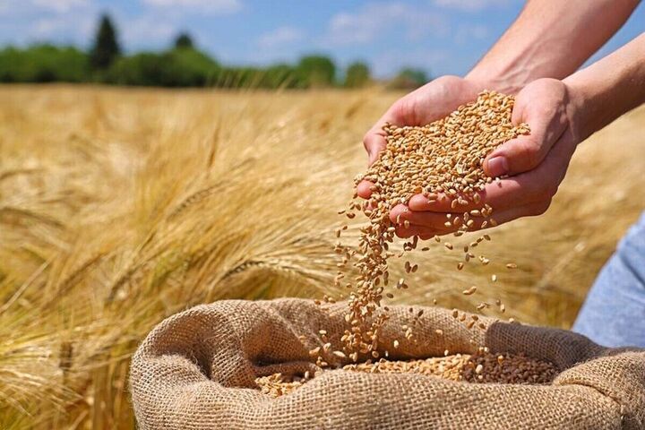 برنامه‌ریزی برای تولید ۳۲۰ هزار تن گندم پاییزه در قزوین