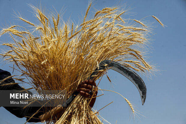 پیش‌بینی برداشت ۷۰۰ هزار تن گندم و جو در لرستان