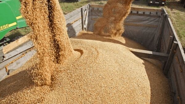 ابلاغ مصوبه دولت برای تسریع ترخیص نهاده‌های دامی