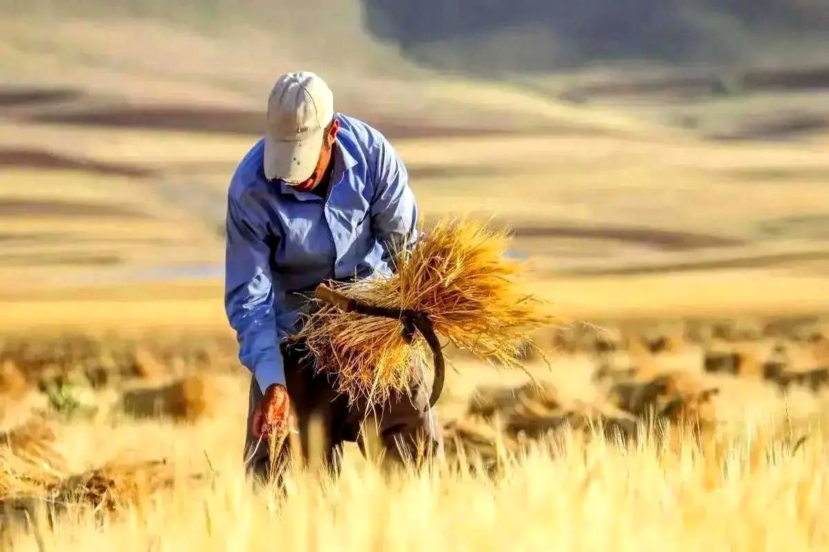بدعهدی دولت در پرداخت مطالبات به ضرر خود دولت تمام می شود/ حتی ریالی برای گندم کاران واریز نشده! 