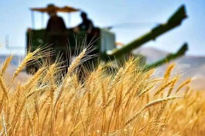 خرید ۵۶ هزار تن گندم از کشاورزان سمنان؛ ۲۹ درصد مطالبات پرداخت شد
