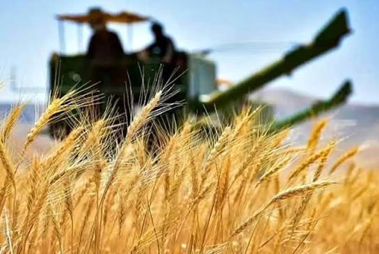 خرید بیش از ۱۰ هزار میلیارد تومان گندم کشاورزان در اردبیل