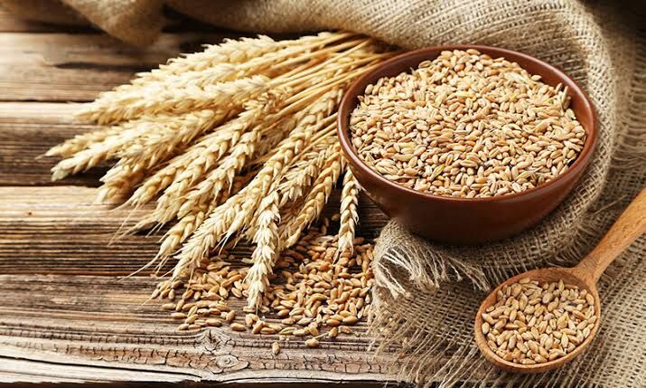 ۳ هزار و ۵۰۰ میلیارد ریال از مطالبات گندم‌کاران چهارمحال و بختیاری پرداخت شد